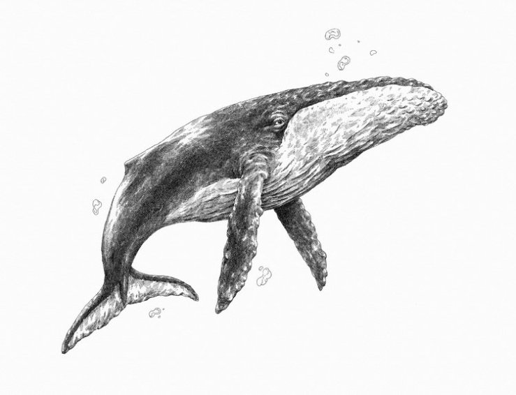 Whale-Mira